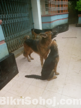 German Shepherd